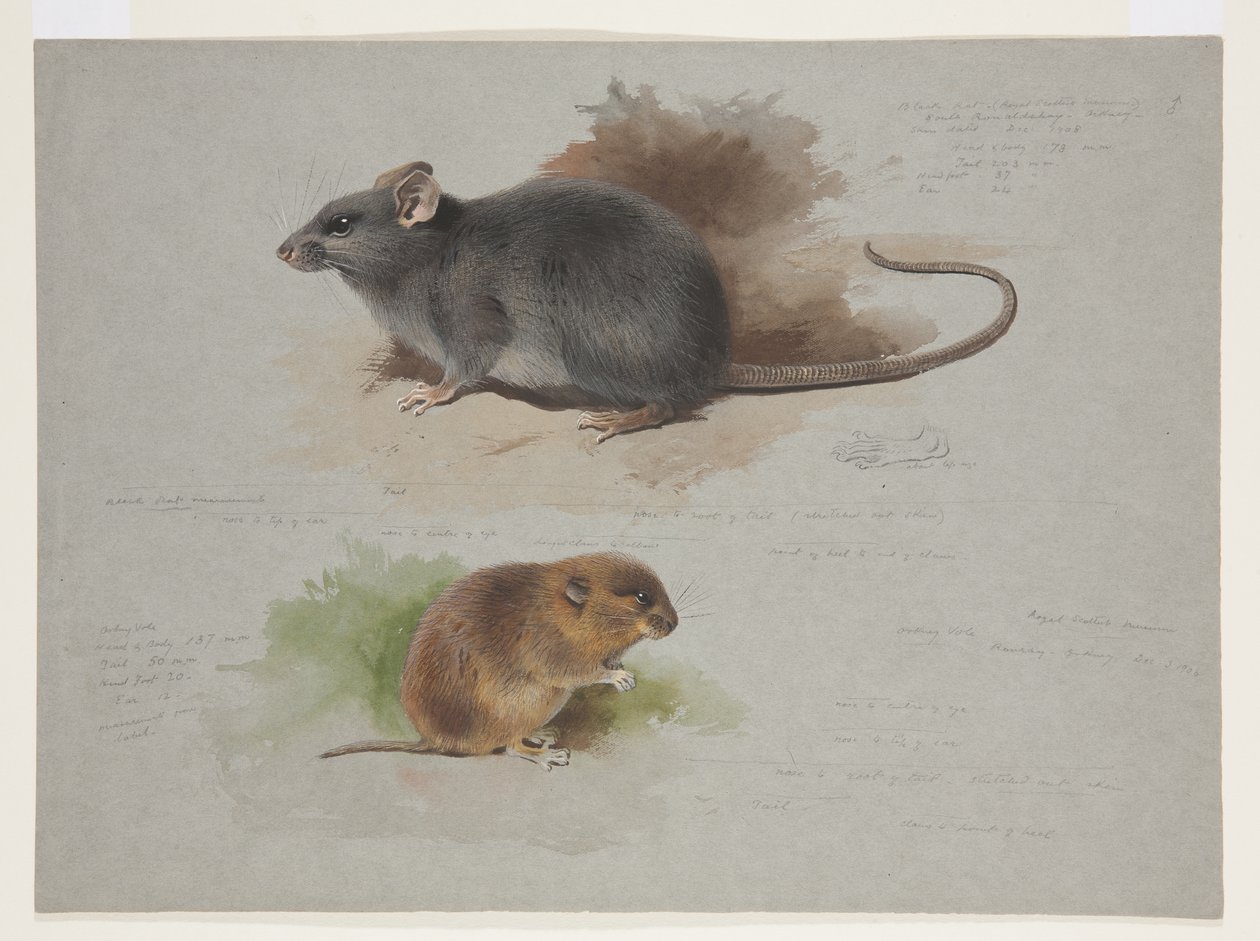 Svart rotte og orkney vole, ca. 1915 (akvarell og kroppsfarge over blyant på papir) av Archibald Thorburn