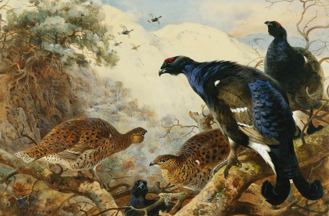 Blackgame av Archibald Thorburn