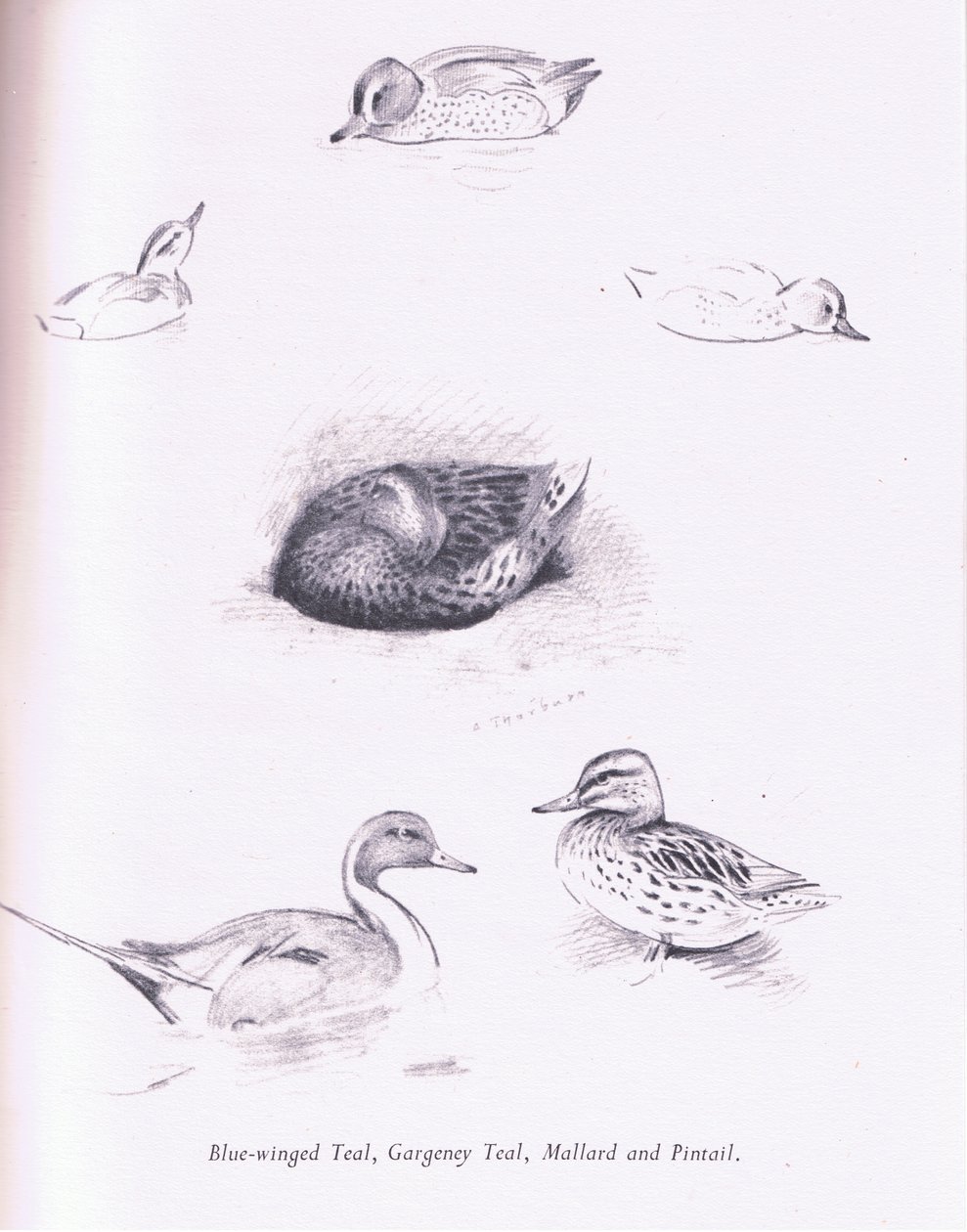 Blue Winged Teal, Garganey, Teal, Mallard and Pintail, 1938 av Archibald Thorburn