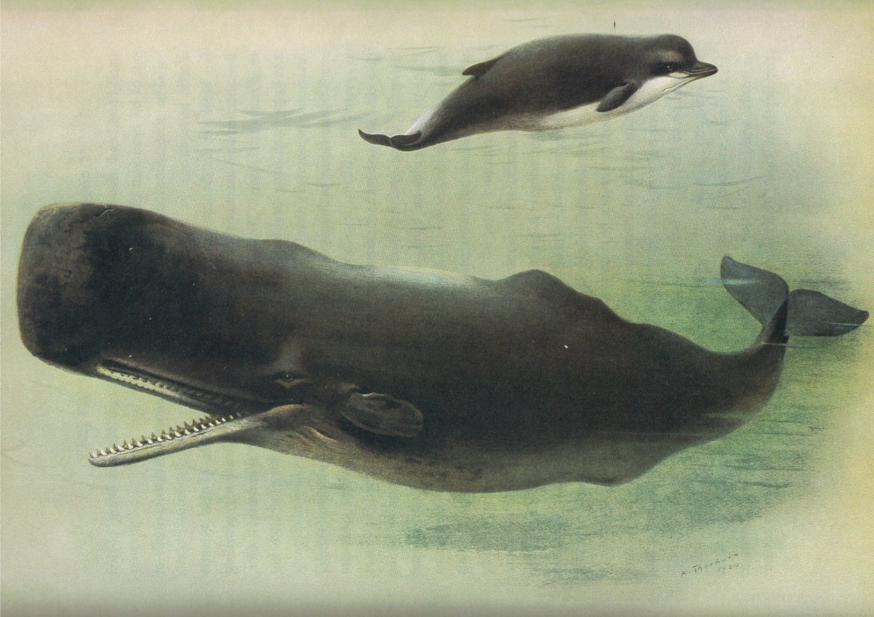 Bottle Nosed Whale and Sperm Whale, fra Thorburns Mammals utgitt av Longmans and Co, ca. 1920 av Archibald Thorburn