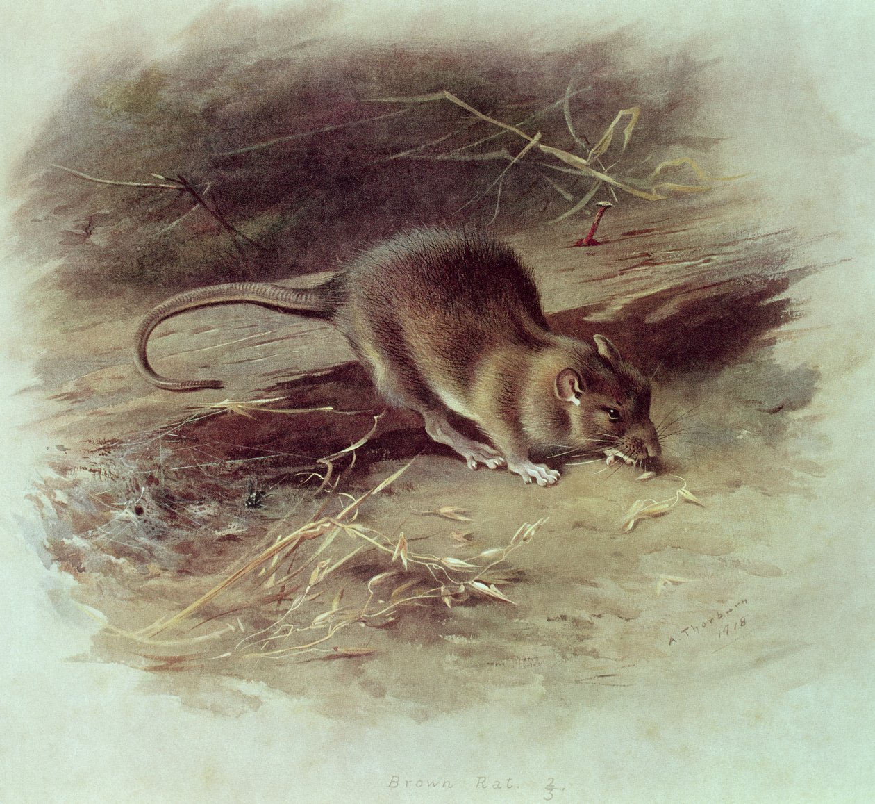 Brunrotte (Rattus norvegicus) 1918 av Archibald Thorburn