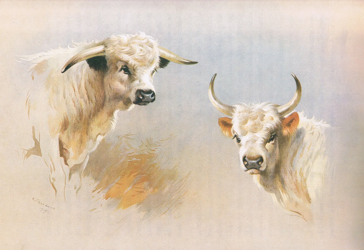 Chartley Bull og Chillingham Bull, fra Thorburn