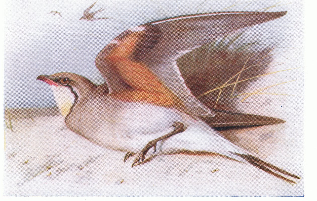 Collared Pratincloe, fra Birds of the British Isles and Their Eggs utgitt av Frederick Warne & Co Ltd, 1958 av Archibald Thorburn