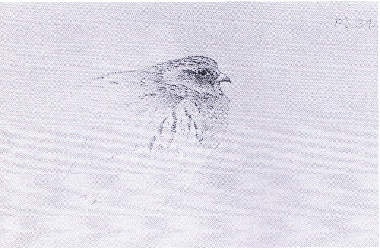 Common Partridge, pub. av Book Club Associates av Archibald Thorburn