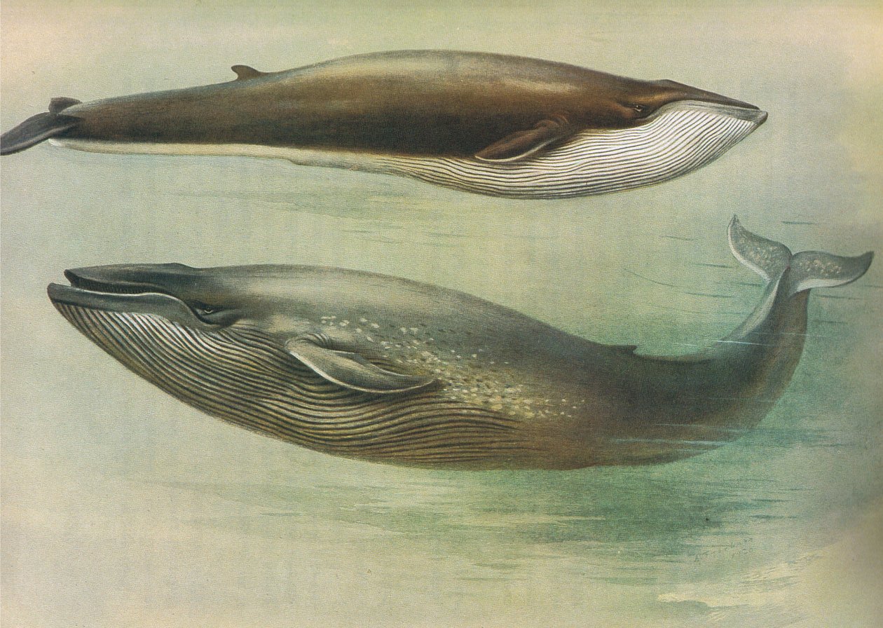 Common Rorqual, Sibbalds Rorqual eller Blue Whale, fra Thorburns Mammals utgitt av Longmans og Co, ca. 1920 av Archibald Thorburn