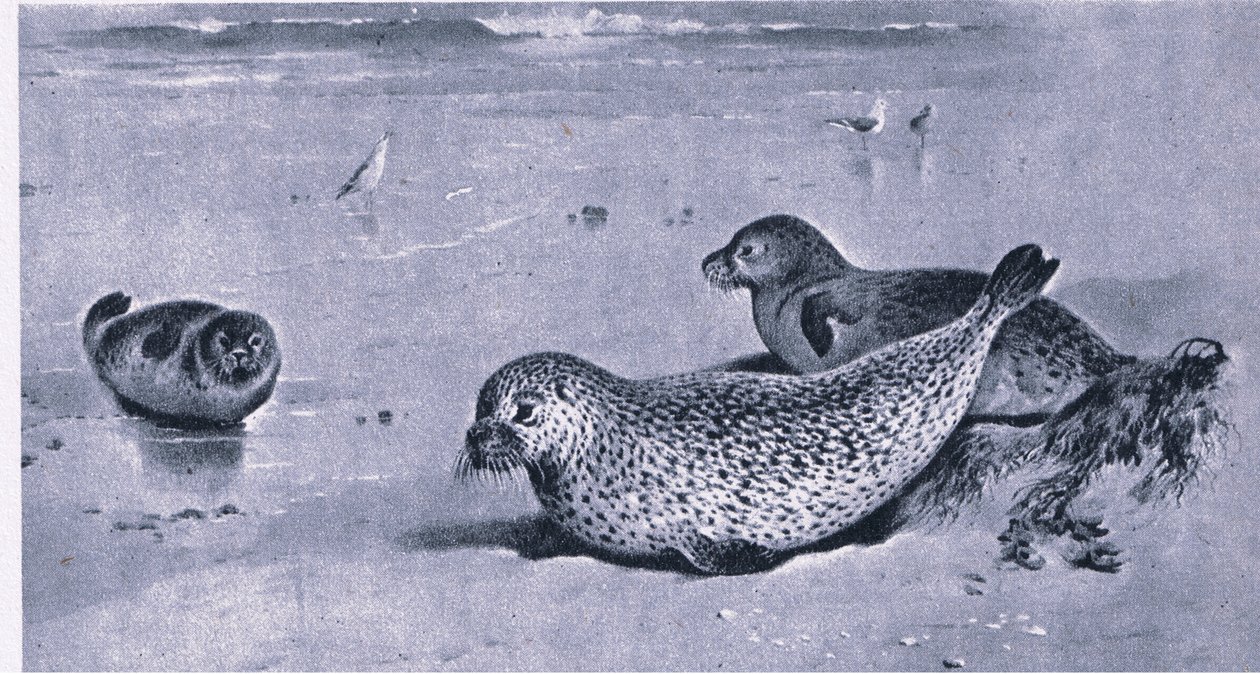 Common Seal, Nature in Britain utgitt av Collins av Archibald Thorburn