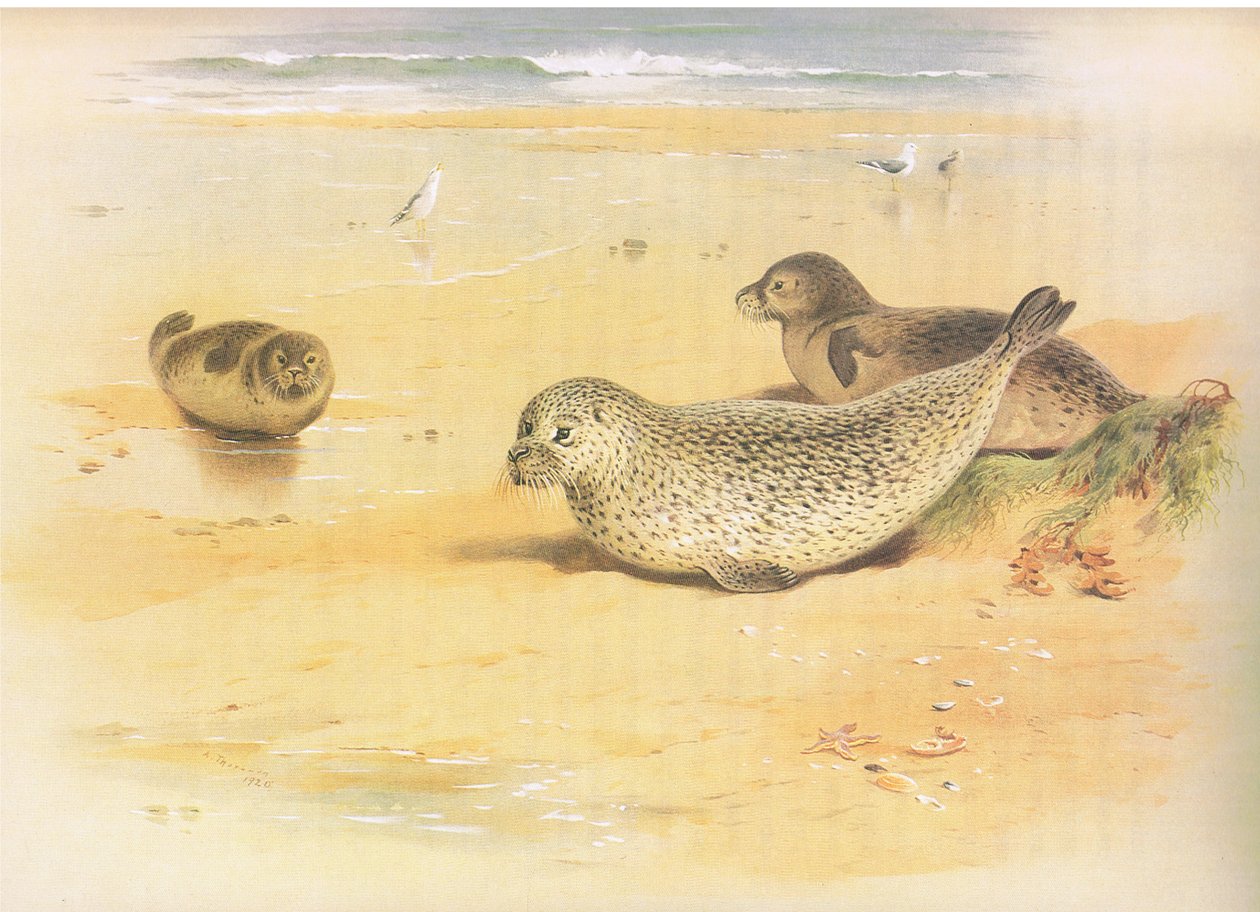Common Seal, fra Thorburns Mammals utgitt av Longmans and Co, ca. 1920 av Archibald Thorburn