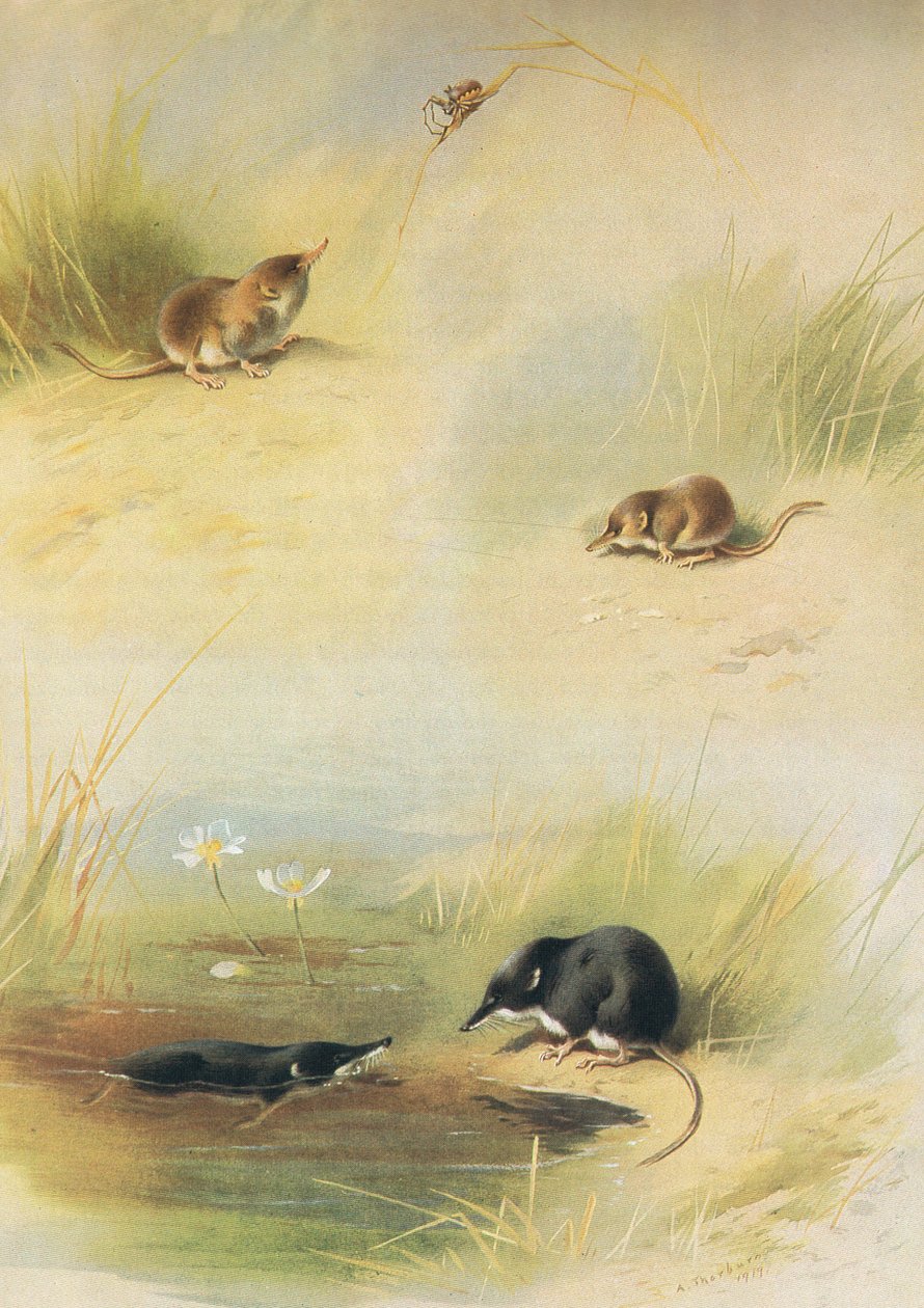 Common Shrew, Lesser Shrew & Water Shrew, fra Thorburns Mammals utgitt av Longmans og Co, ca. 1920 av Archibald Thorburn