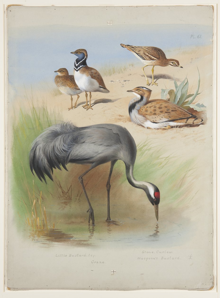 Trane, steinkrølle og bustards, ca. 1915 (akvarell og kroppsfarge over blyant på papir) av Archibald Thorburn
