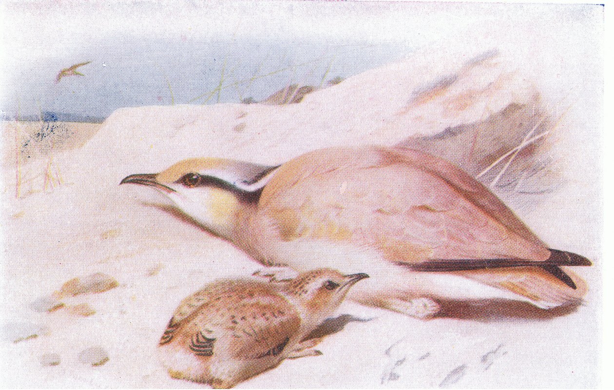 Cream Colored Courser, fra Birds of the British Isles and Their Eggs utgitt av Frederick Warne & Co Ltd, 1958 av Archibald Thorburn