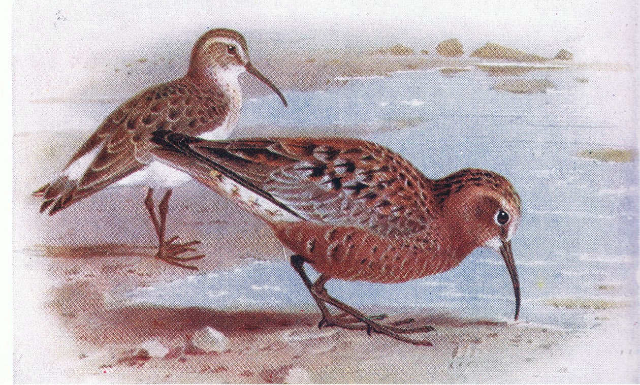 Curlew Sandpiper, fra Birds of the British Isles and Their Eggs utgitt av Frederick Warne & Co Ltd, 1958 av Archibald Thorburn