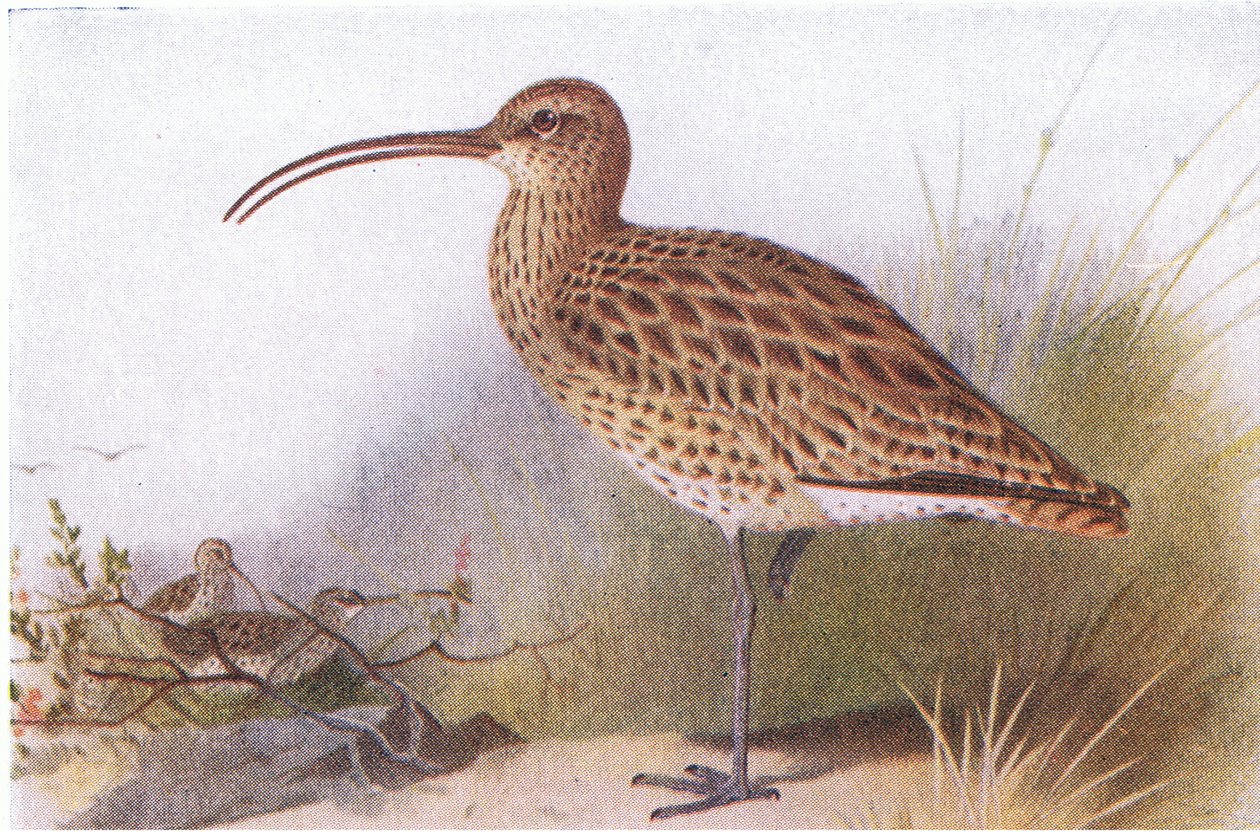 Curlew, fra Birds of the British Isles and Their Eggs utgitt av Frederick Warne & Co Ltd, 1958 av Archibald Thorburn