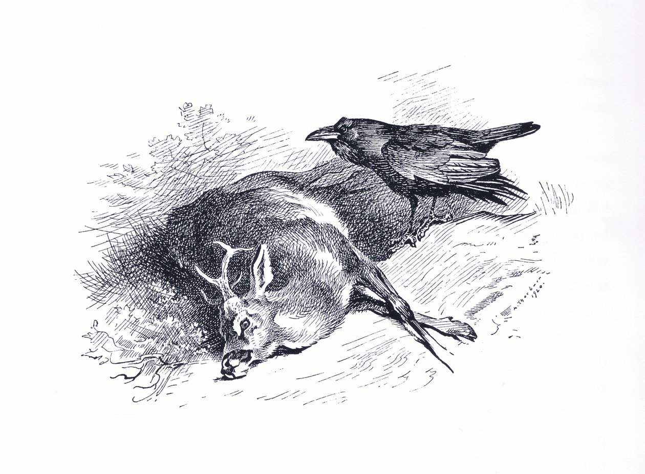 Dead deer and Raven, fra Thorburn