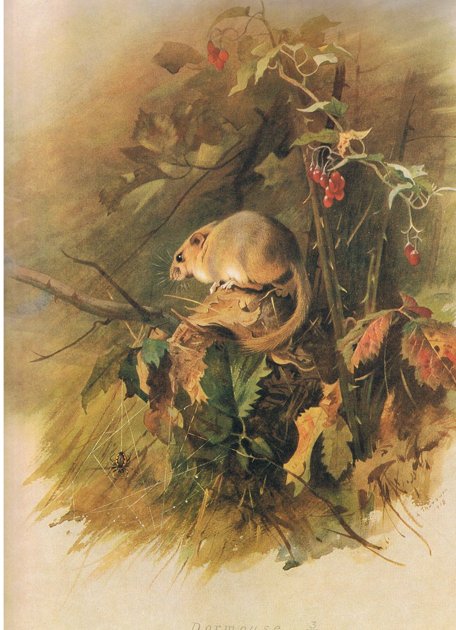 Dormus, fra Thorburns Mammals utgitt av Longmans og Co, ca. 1920 av Archibald Thorburn