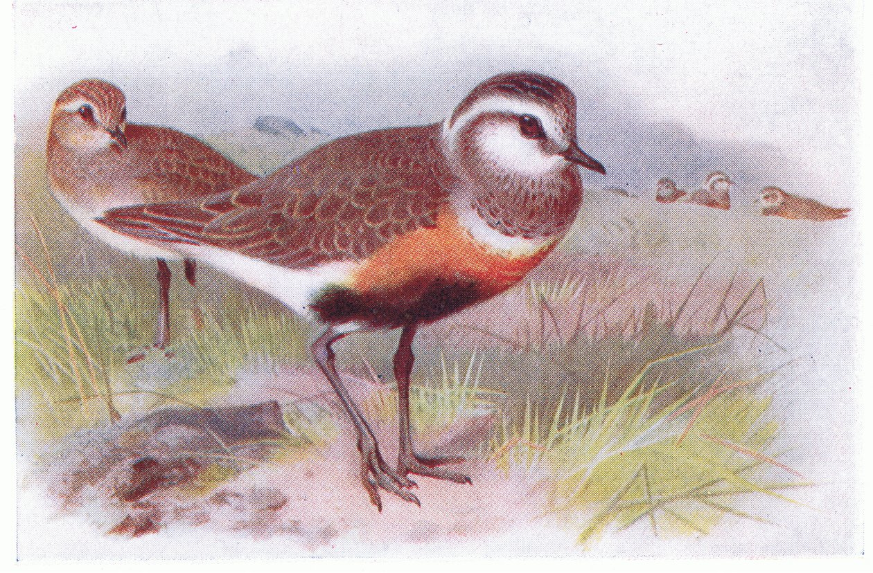Dotterell, fra Birds of the British Isles and Their Eggs utgitt av Frederick Warne & Co Ltd, 1958 av Archibald Thorburn