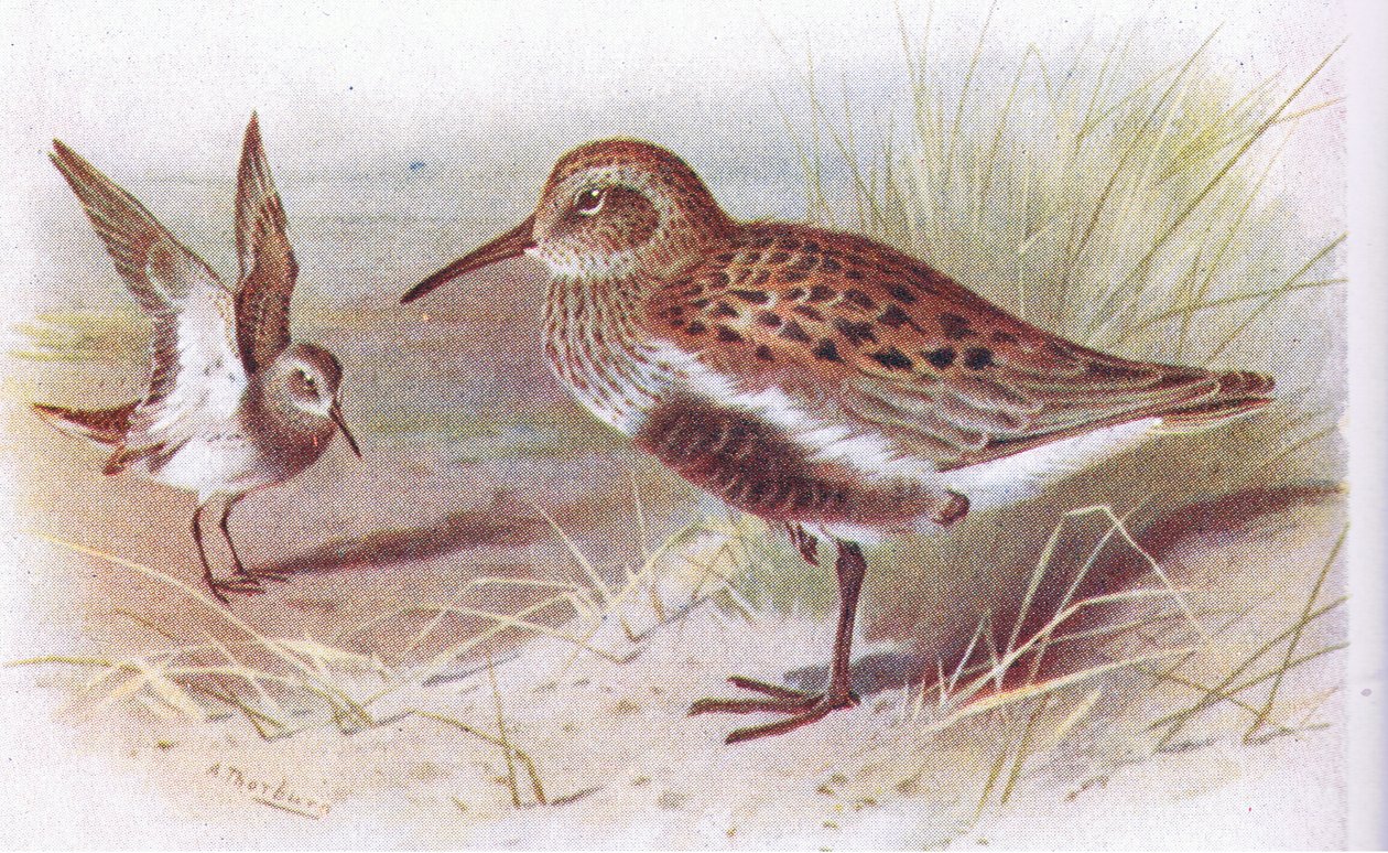 Dunlin (sommer og vinter), fra Birds of the British Isles and Their Eggs utgitt av Frederick Warne & Co Ltd, 1958 av Archibald Thorburn