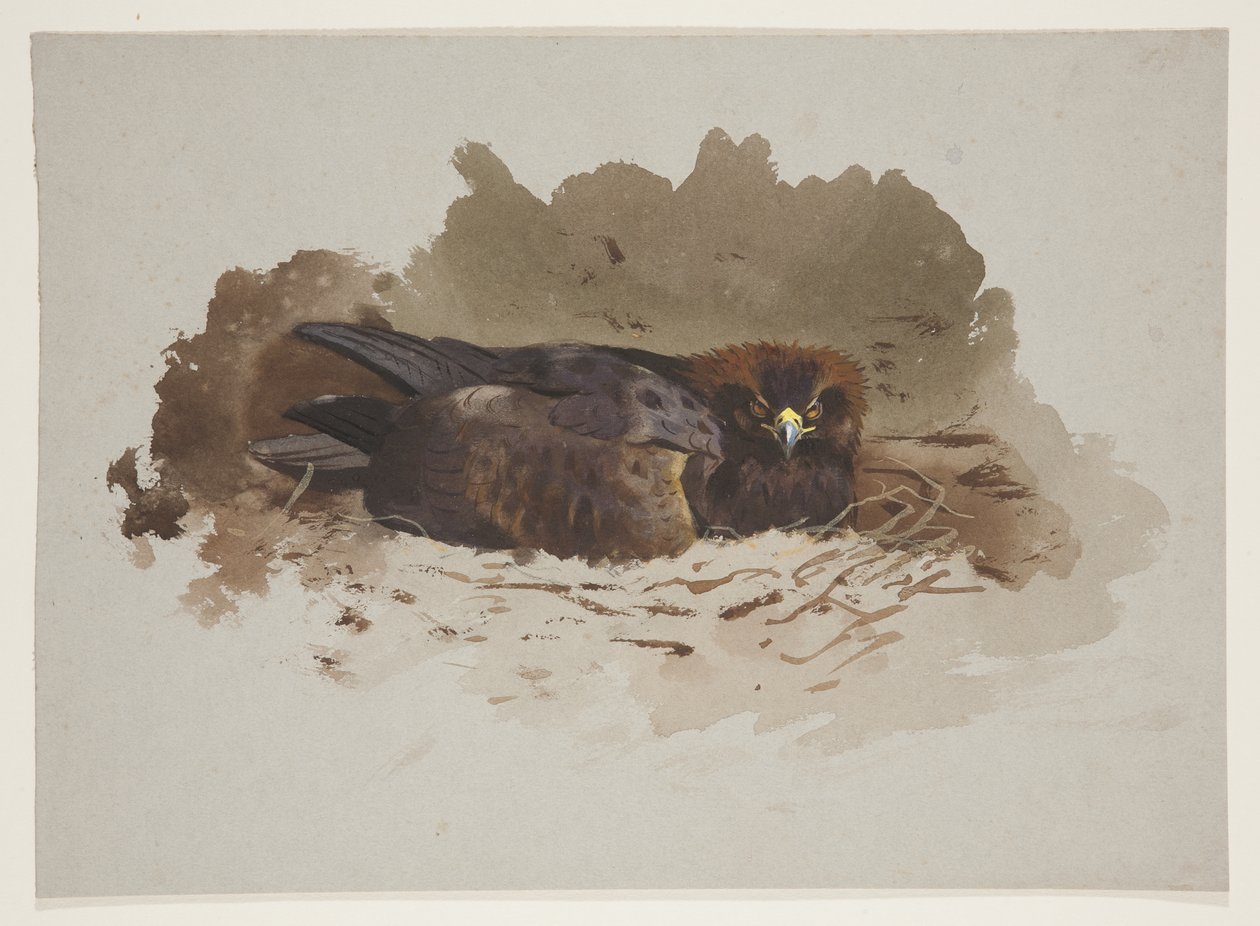 Ørn på rede, ca. 1915 (akvarell og kroppsfarge over blyant på papir) av Archibald Thorburn