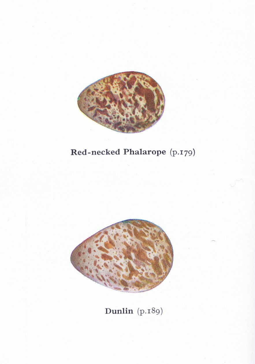 Egg: Red Necked Phalarope and Dunlin, fra Birds of the British Isles and Their Eggs utgitt av Frederick Warne & Co Ltd, 1958 av Archibald Thorburn