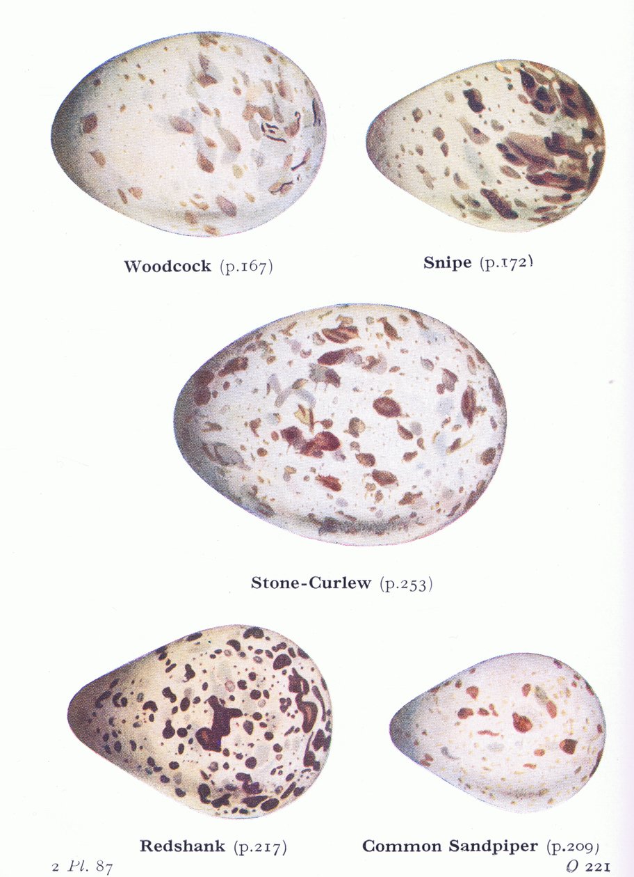 Egg: Woodcock; Snipe, Stone Curlew, Redshank, Sandpiper, from Birds of the British Isles and Their Eggs utgitt av Frederick Warne & Co Ltd, 1958 av Archibald Thorburn