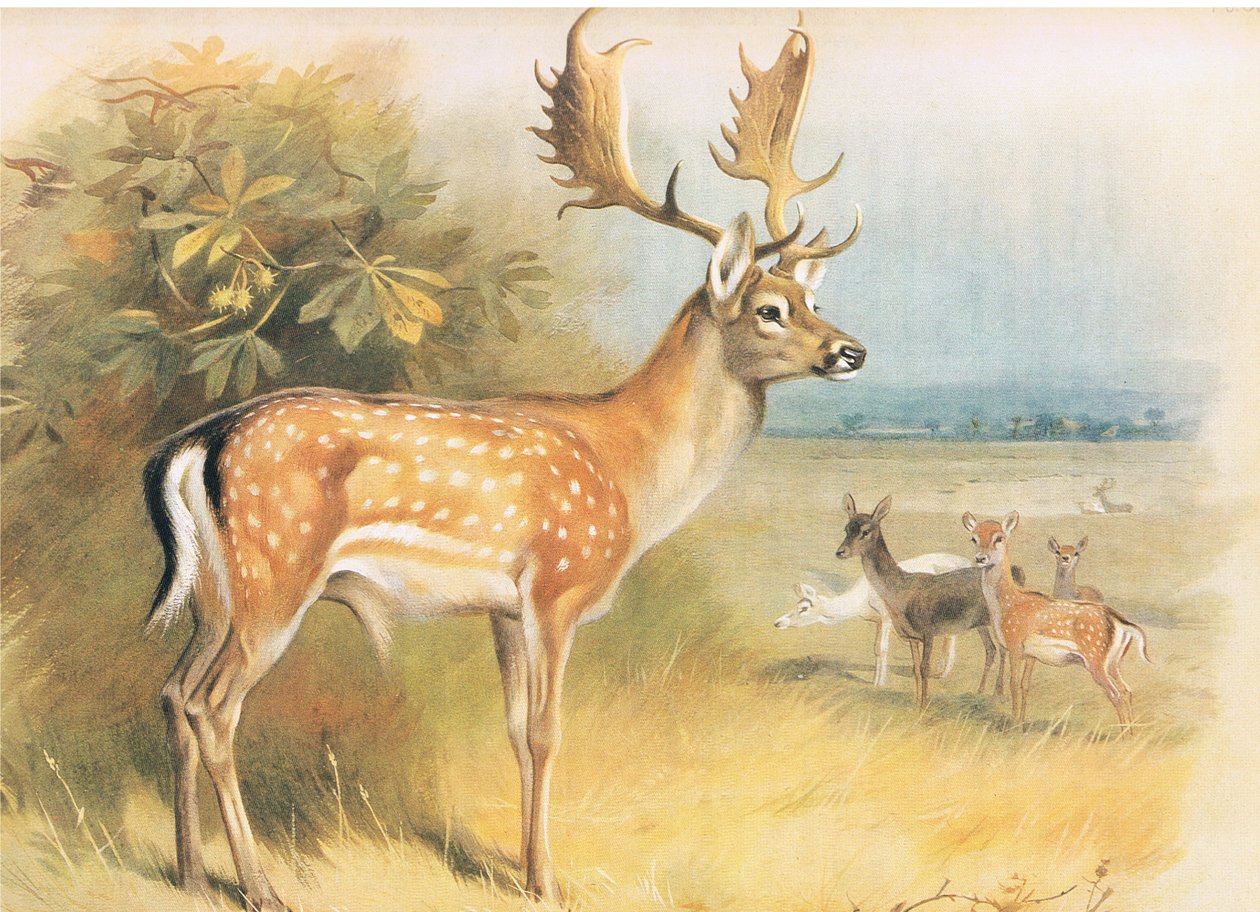Fallow Deer , fra Thorburns Mammals utgitt av Longmans and Co, ca. 1920 av Archibald Thorburn