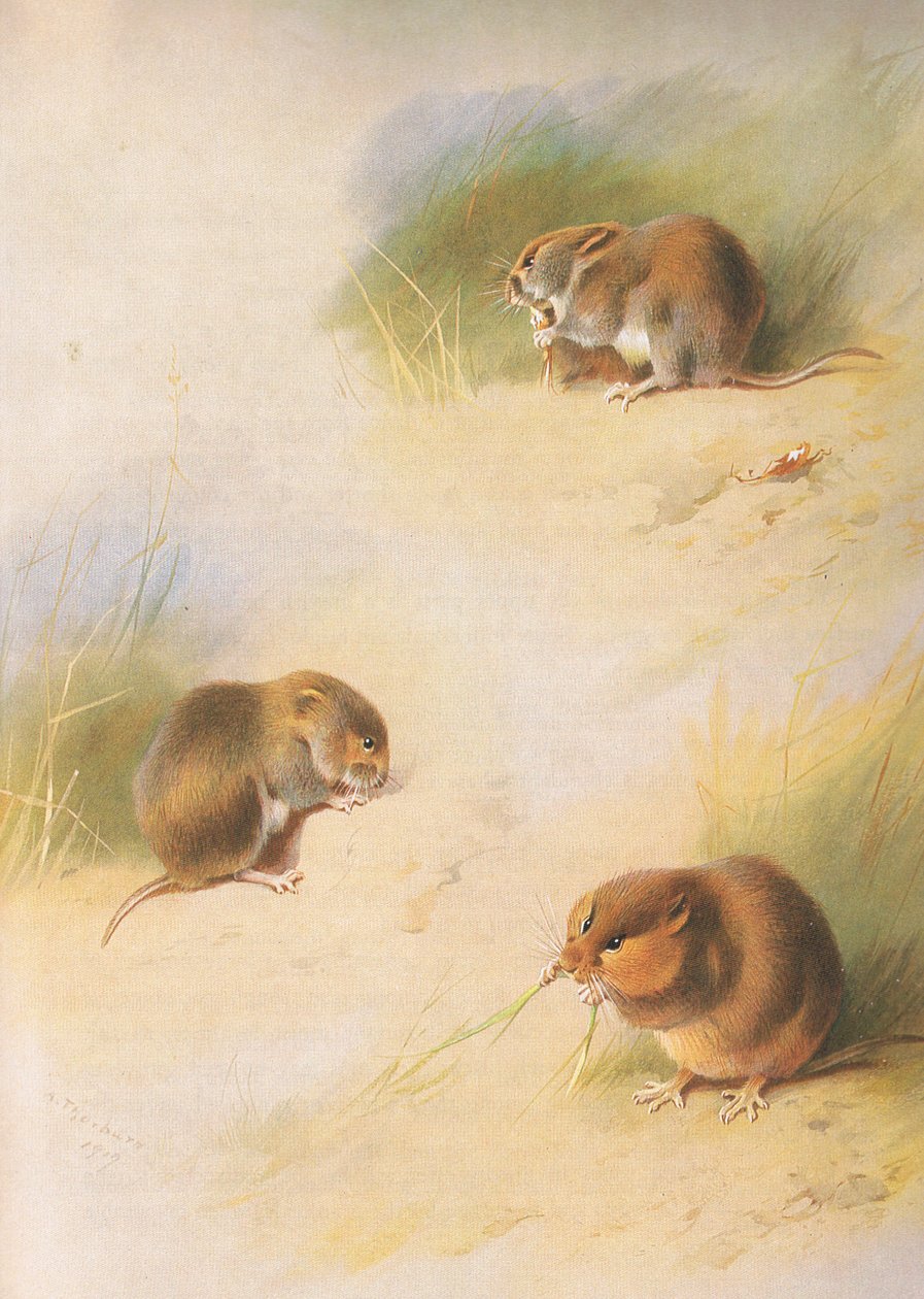 Field Vole, Bank Vole and Orkney Vole, fra Thorburns Mammals utgitt av Longmans and Co, ca. 1920 av Archibald Thorburn