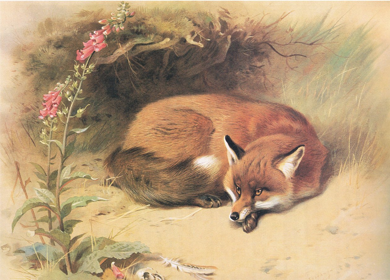 Fox with Foxgloves, fra Thorburns Mammals utgitt av Longmans and Co, ca. 1920 av Archibald Thorburn