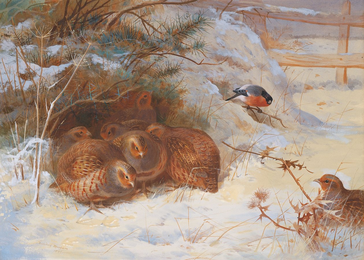 Frostig morgen, fasan om vinteren av Archibald Thorburn