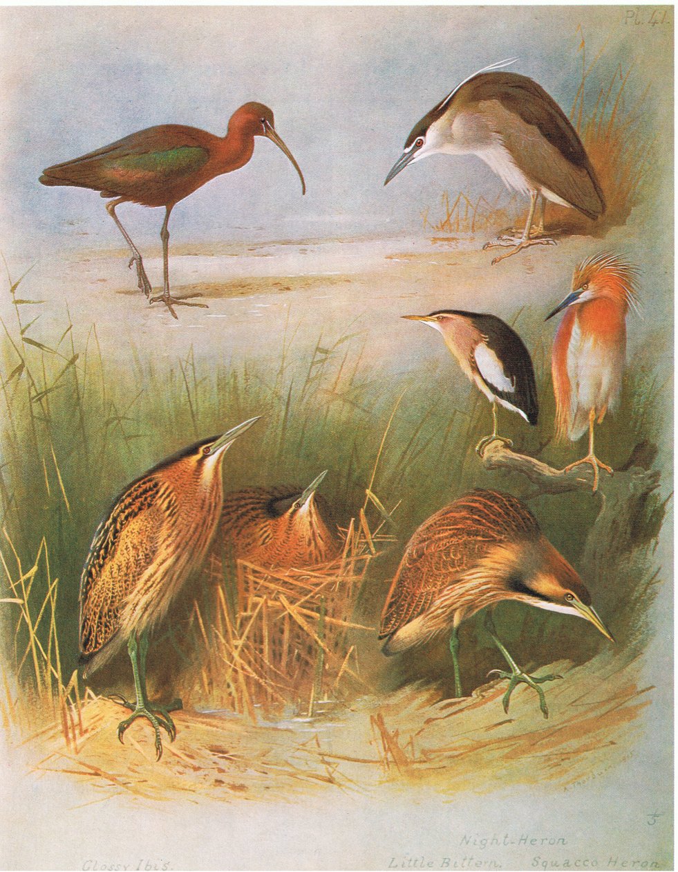 Glossy Ibis, Common Bittern, Night Heron, Little Bittern, Squacco Heron, American Bittern, pub. av Book Club Associates, 1972 av Archibald Thorburn