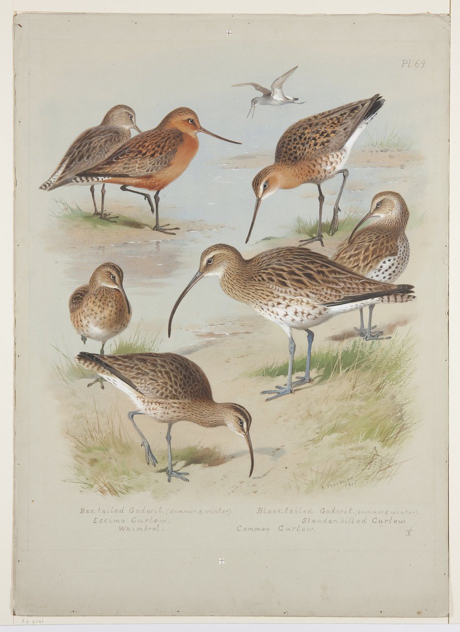 Godwits and curlews, ca. 1915 (akvarell og kroppsfarge over blyant om bord) av Archibald Thorburn