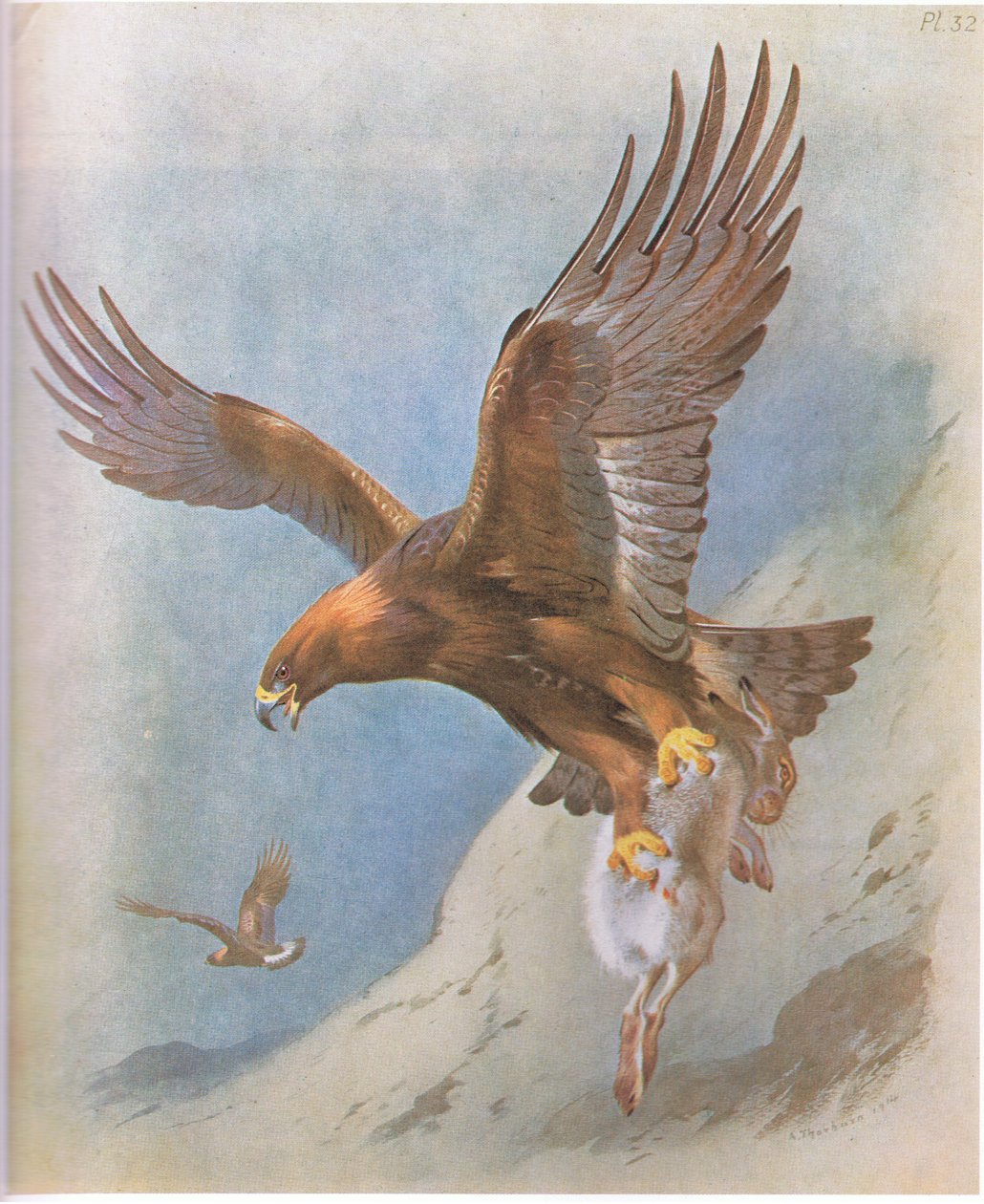 Golden Eagle og Mountain Hare, pub. av Book Club Associates, 1972 av Archibald Thorburn
