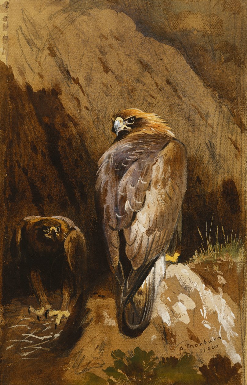Golden Eagles at their Eyrie av Archibald Thorburn