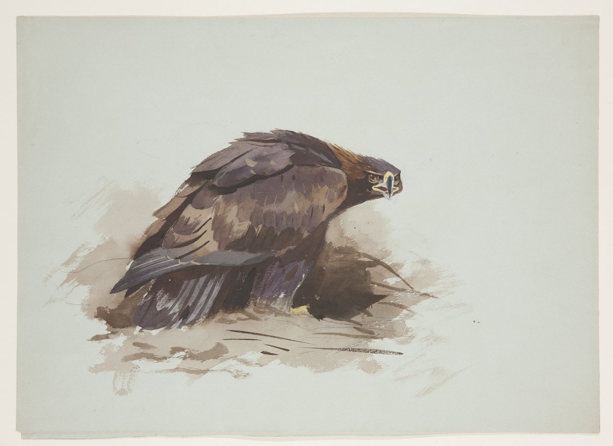Kongeørn, ca. 1915 (akvarell og kroppsfarge over blyant på papir) av Archibald Thorburn