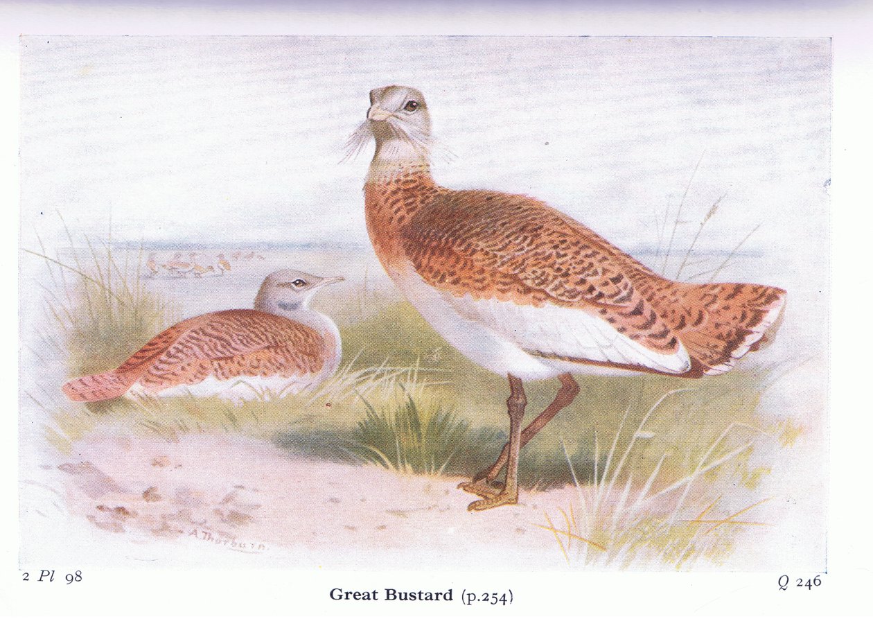 Great Bustard, fra Birds of the British Isles and Their Eggs utgitt av Frederick Warne & Co Ltd, 1958 av Archibald Thorburn
