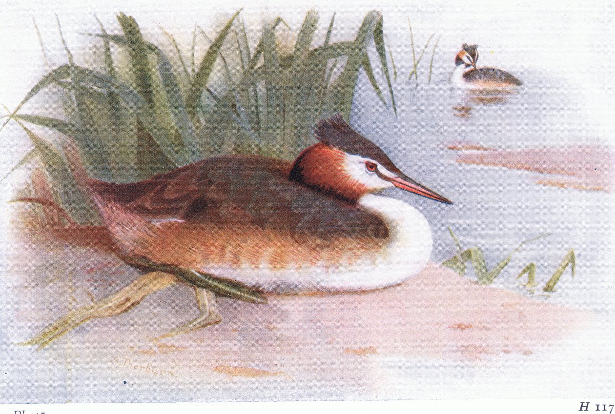 Storfugledykker av Archibald Thorburn