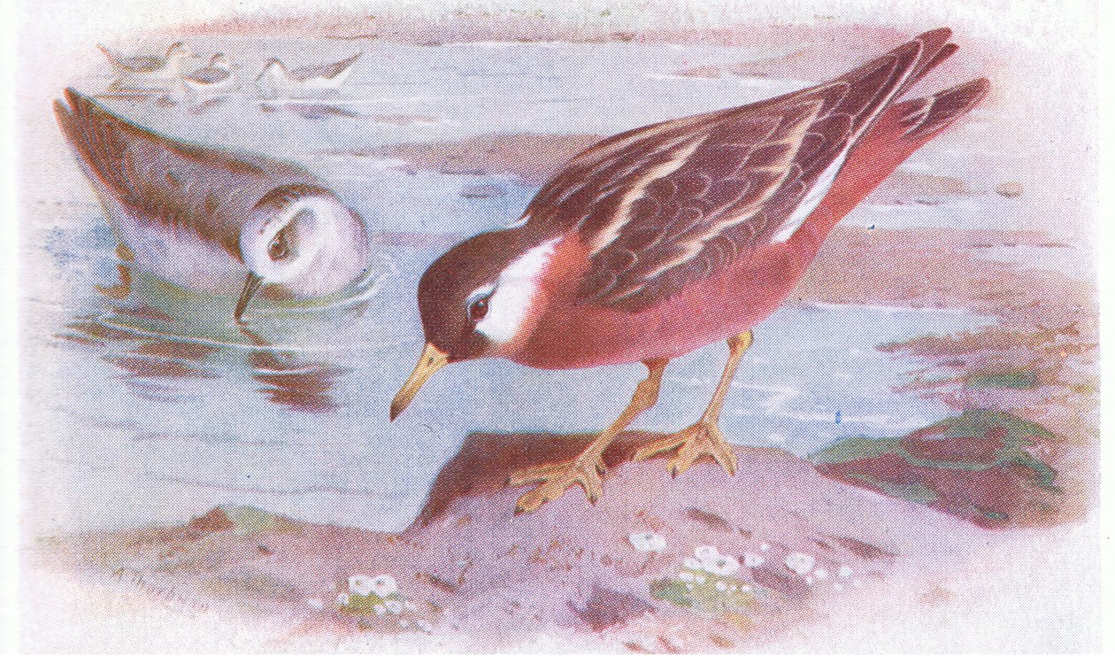 Grey Phalarope (sommer og høst), fra Birds of the British Isles and Their Eggs utgitt av Frederick Warne & Co Ltd, 1958 av Archibald Thorburn