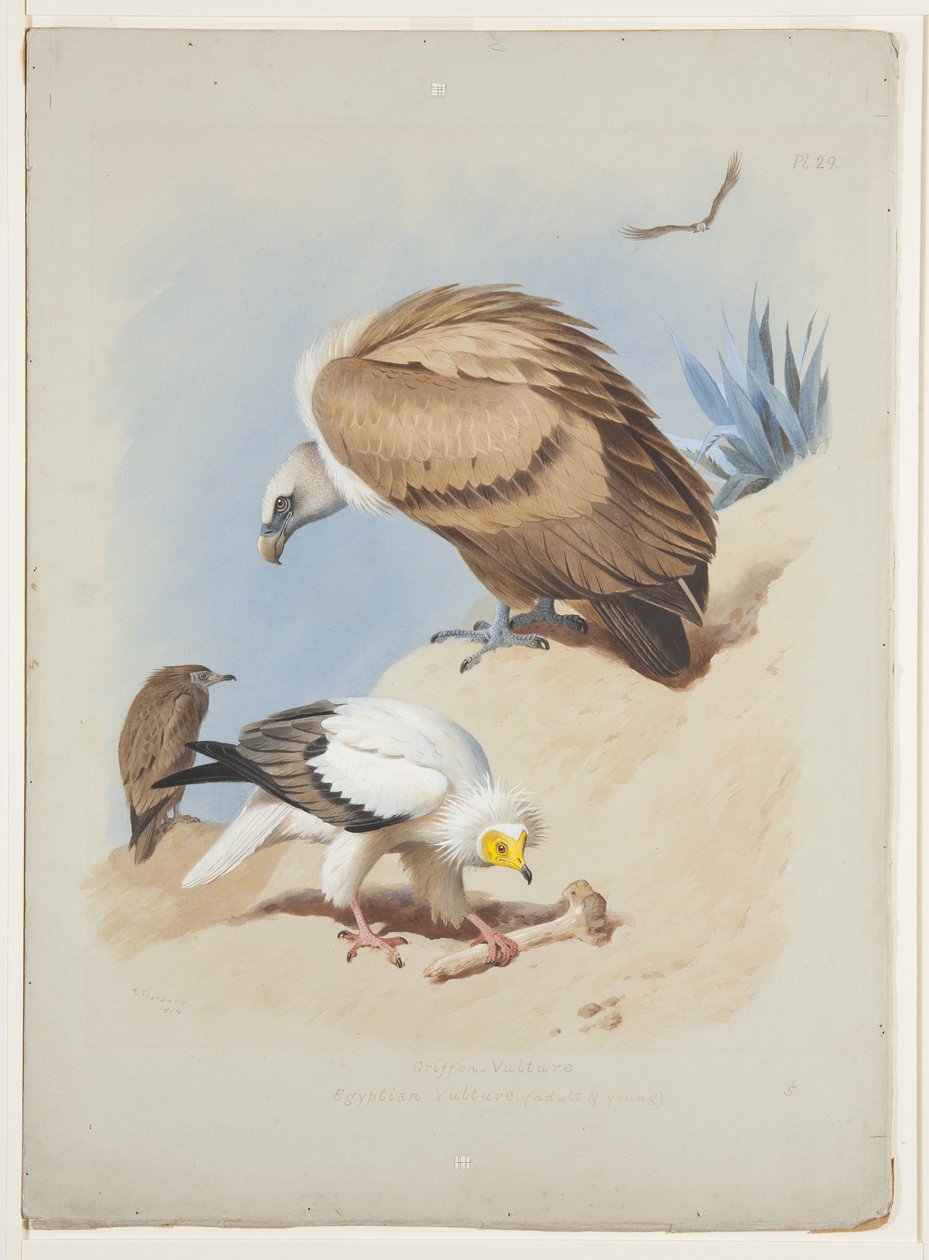 Griffin gribb og egyptisk gribb, ca. 1915 (akvarell og kroppsfarge over blyant på papir) av Archibald Thorburn