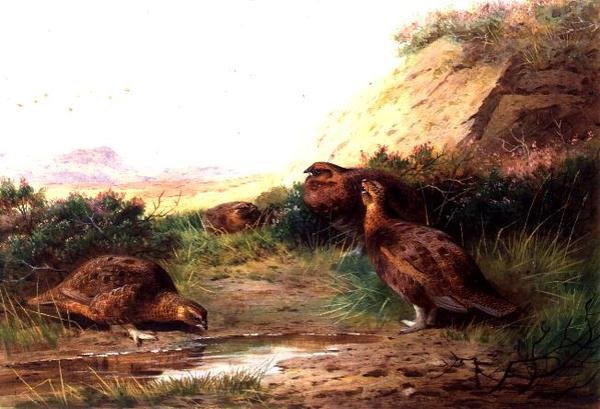 Ryper i et landskap (gouache) av Archibald Thorburn