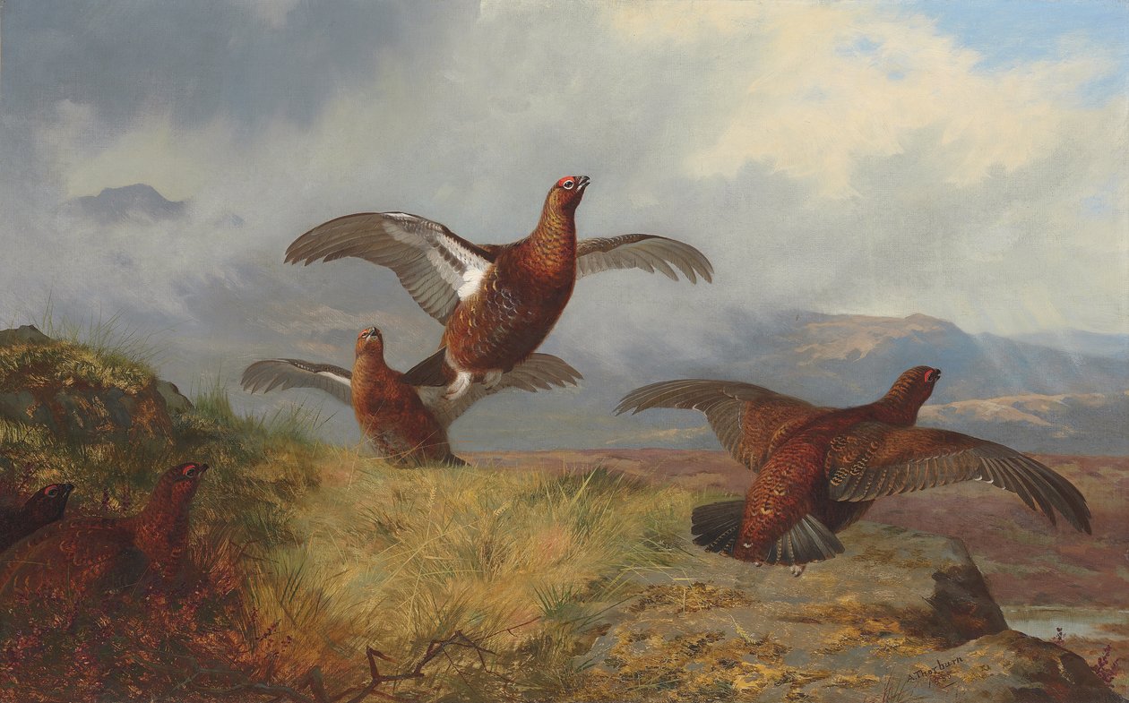 Ryper i flukt av Archibald Thorburn