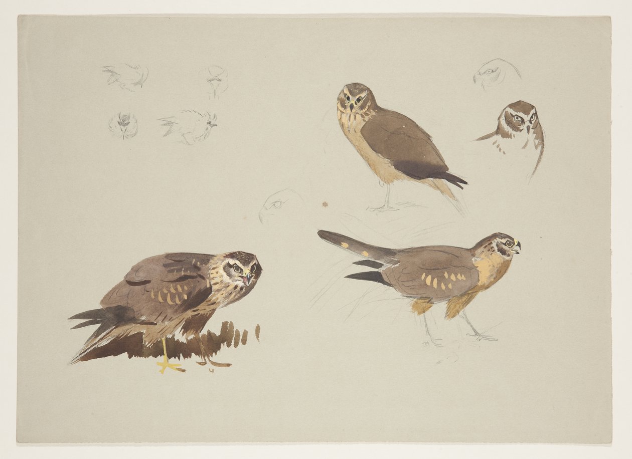 Harrier og ruff, ca. 1915 (akvarell og kroppsfarge over blyant på papir) av Archibald Thorburn