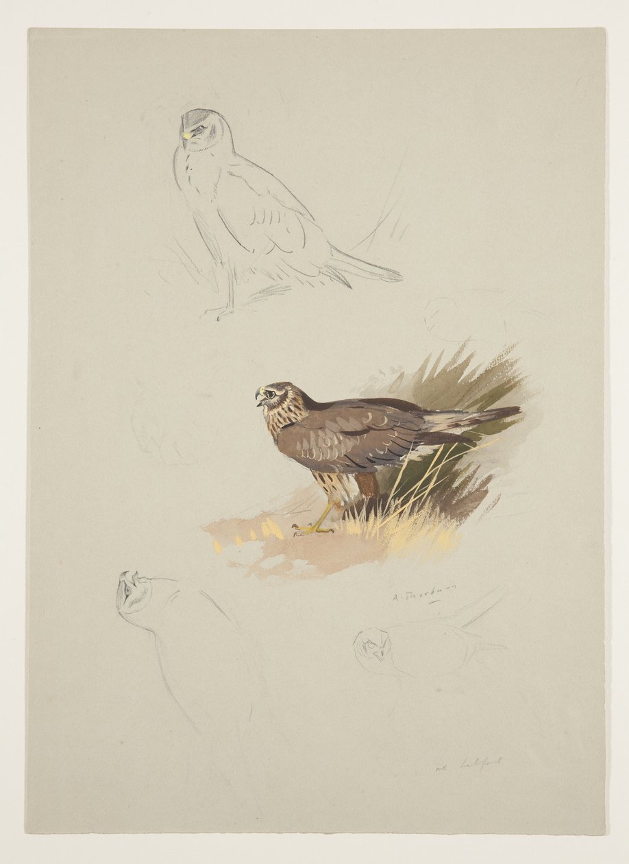 Harrier, ca. 1915 (akvarell og kroppsfarge over blyant på papir) av Archibald Thorburn
