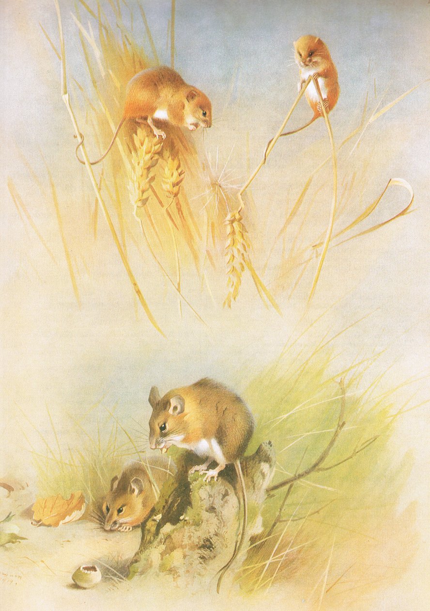 Harvest Mouse and Wood Mouse, fra Thorburns Mammals utgitt av Longmans and Co, ca. 1920 av Archibald Thorburn