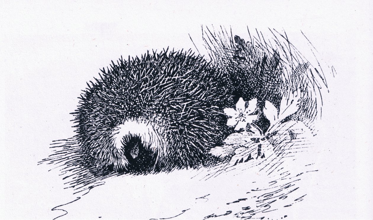 Hedgehog, Nature in Britain utgitt av Collins, 1946 av Archibald Thorburn