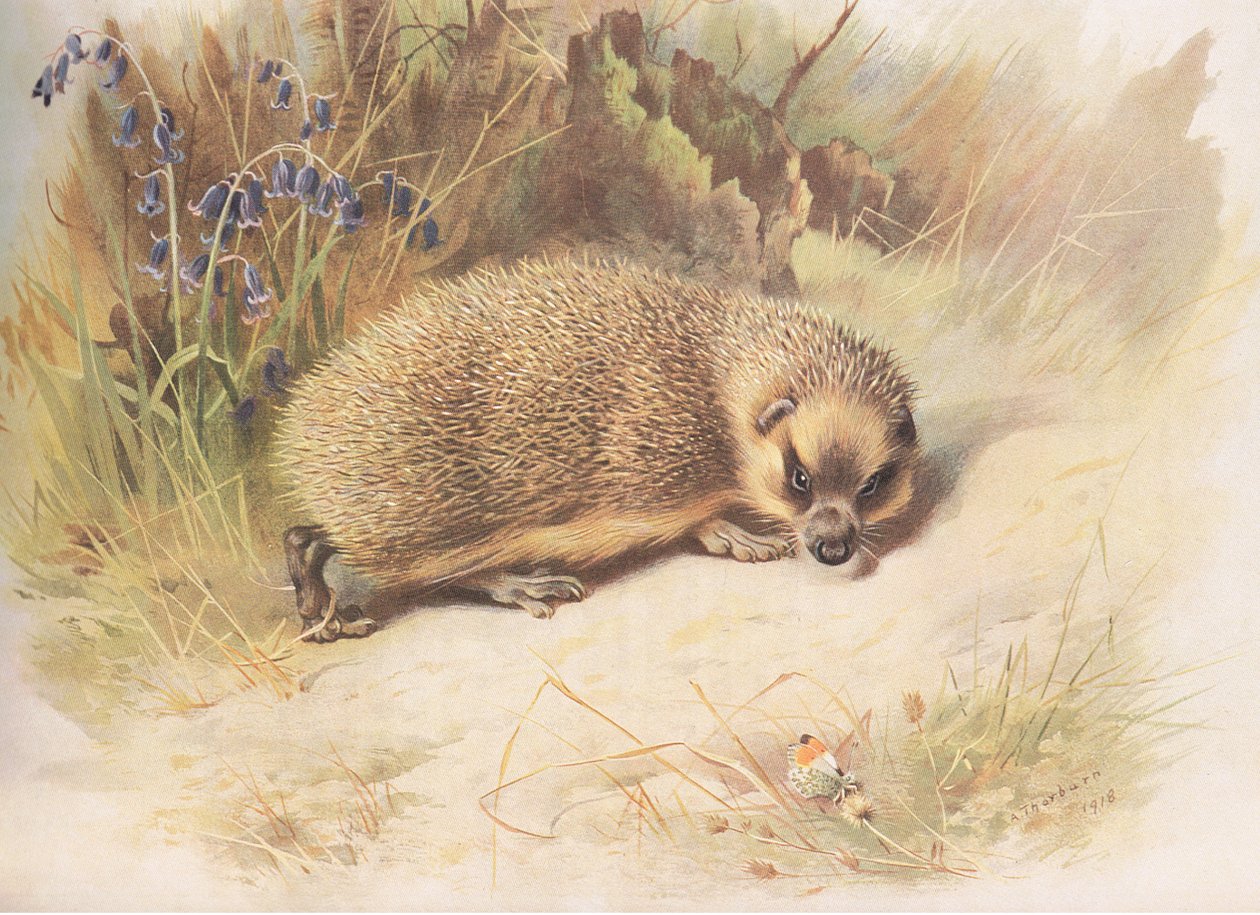 Hedgehog, fra Thorburns Mammals utgitt av Longmans and Co, ca. 1920 av Archibald Thorburn
