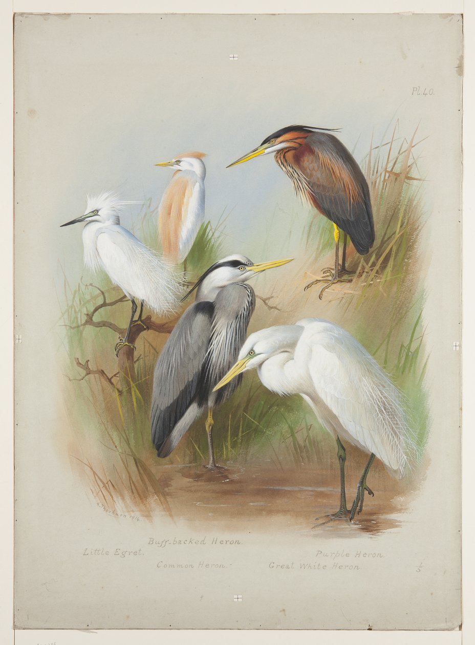 Hegre og egret, ca. 1915 (akvarell og kroppsfarge over blyant om bord) av Archibald Thorburn