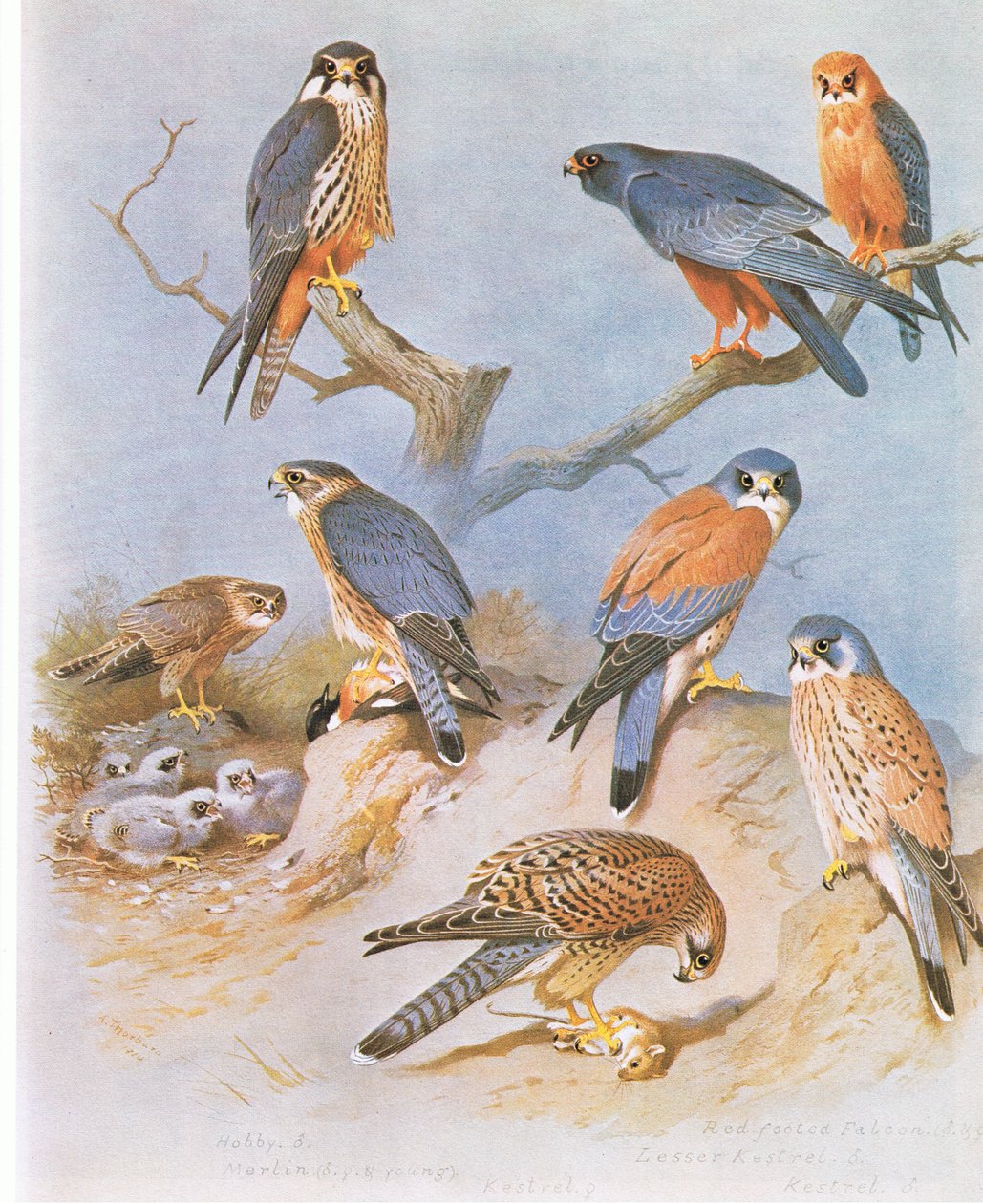 Hobby, Merlin, Red Footed Falcon, Lesser Kestrel og Kestrel, pub. av Book Club Associates, 1972 av Archibald Thorburn