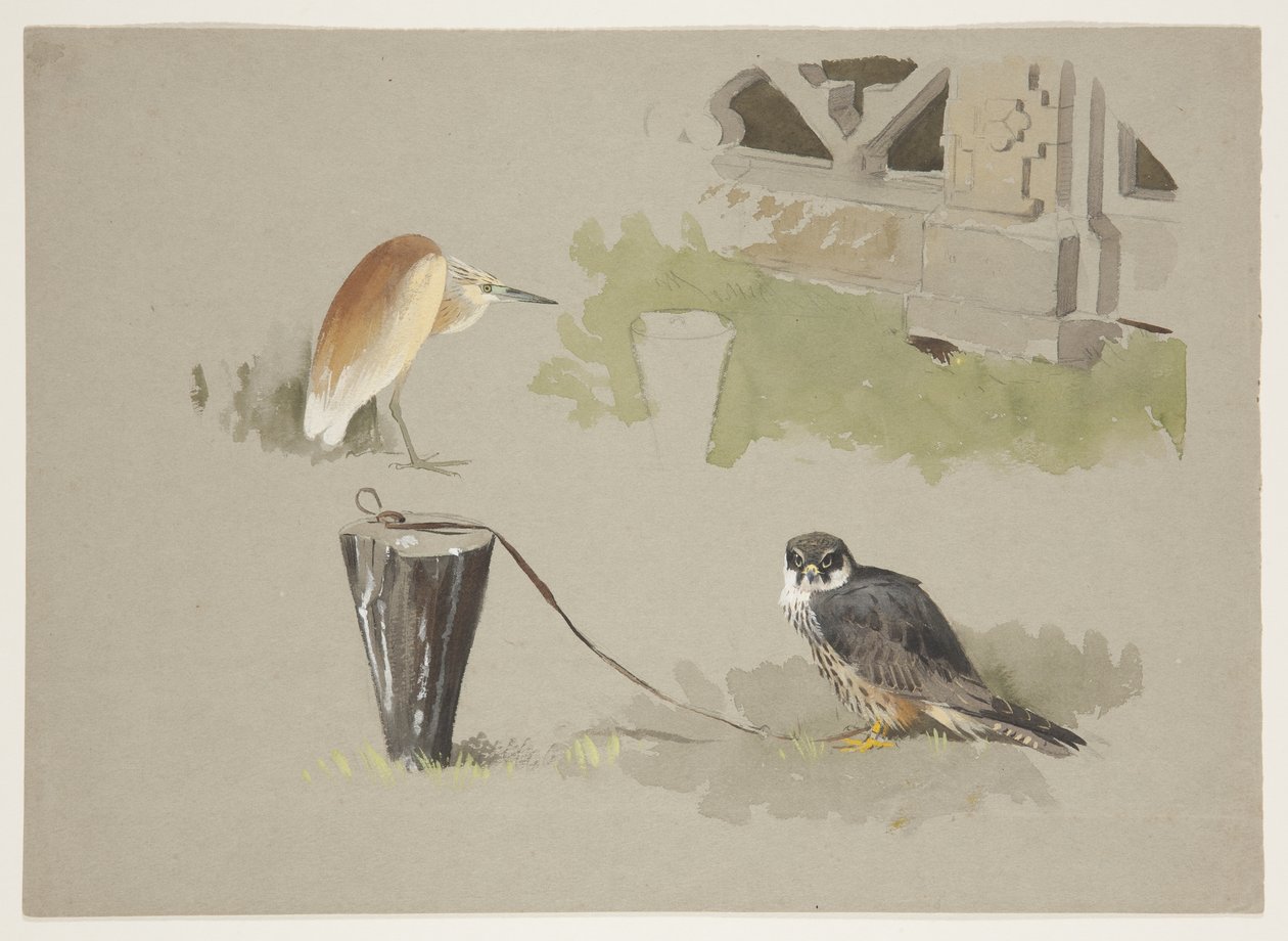 Hobbyhann tjoret og squarro hegre, ca. 1915 (akvarell og kroppsfarge over blyant på papir) av Archibald Thorburn