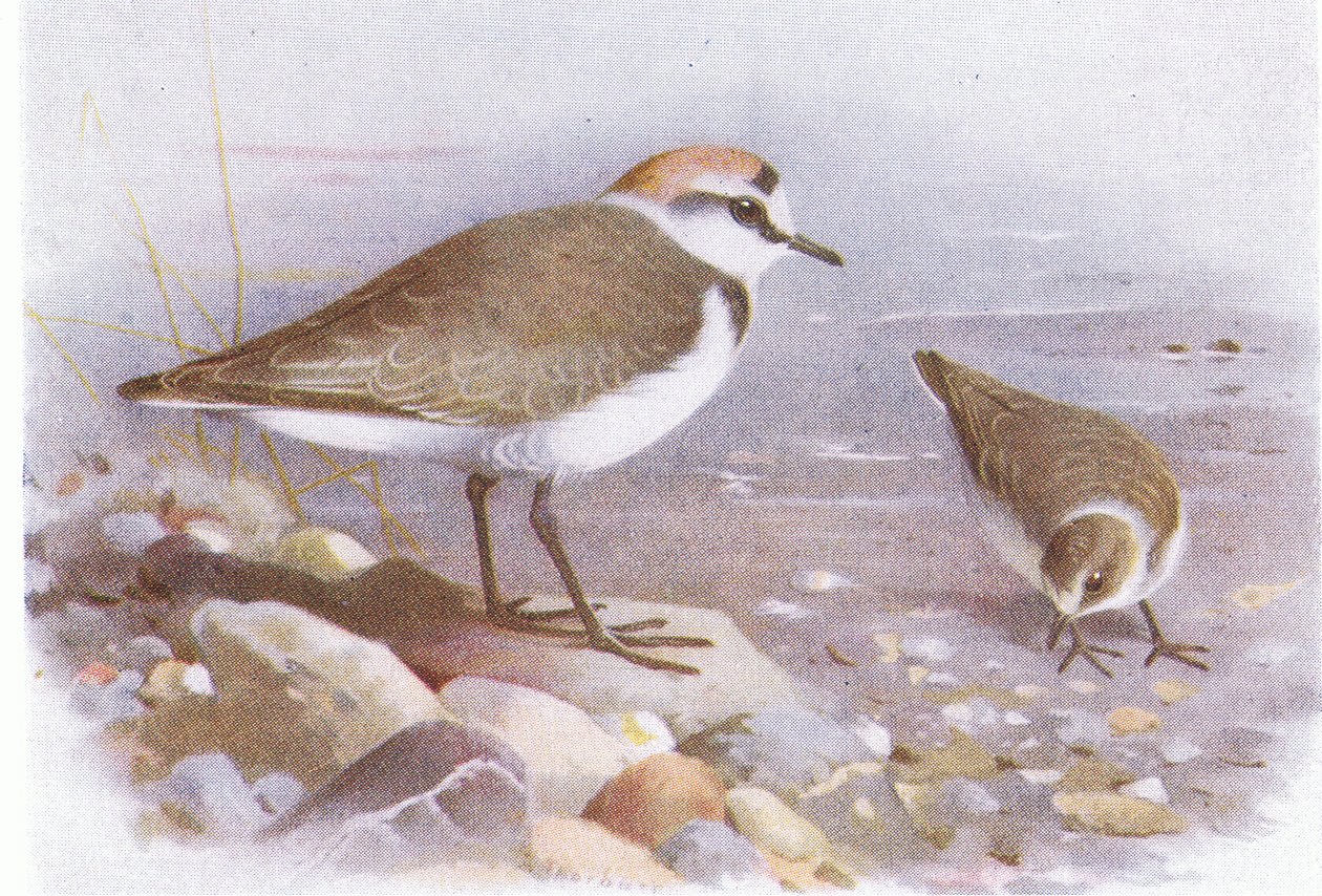 Kentish Plover, fra Birds of the British Isles and Their Eggs utgitt av Frederick Warne & Co Ltd, 1958 av Archibald Thorburn