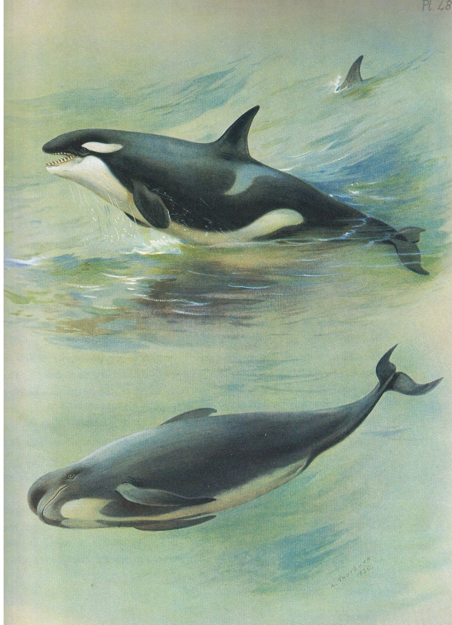 Killer Pilot Whale, fra Thorburns Mammals utgitt av Longmans and Co, ca. 1920 av Archibald Thorburn