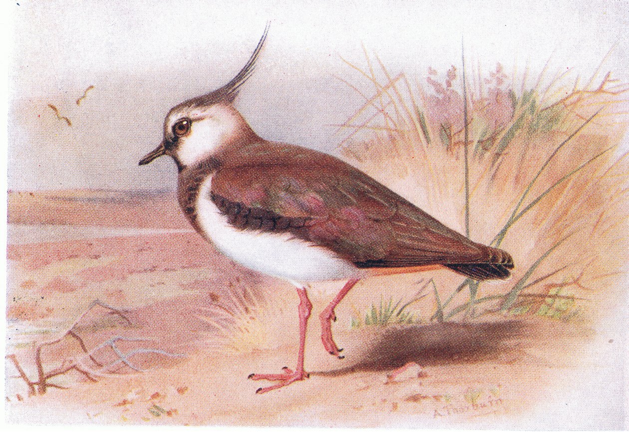 Lapwing, fra Birds of the British Isles and Their Eggs utgitt av Frederick Warne & Co Ltd, 1958 av Archibald Thorburn