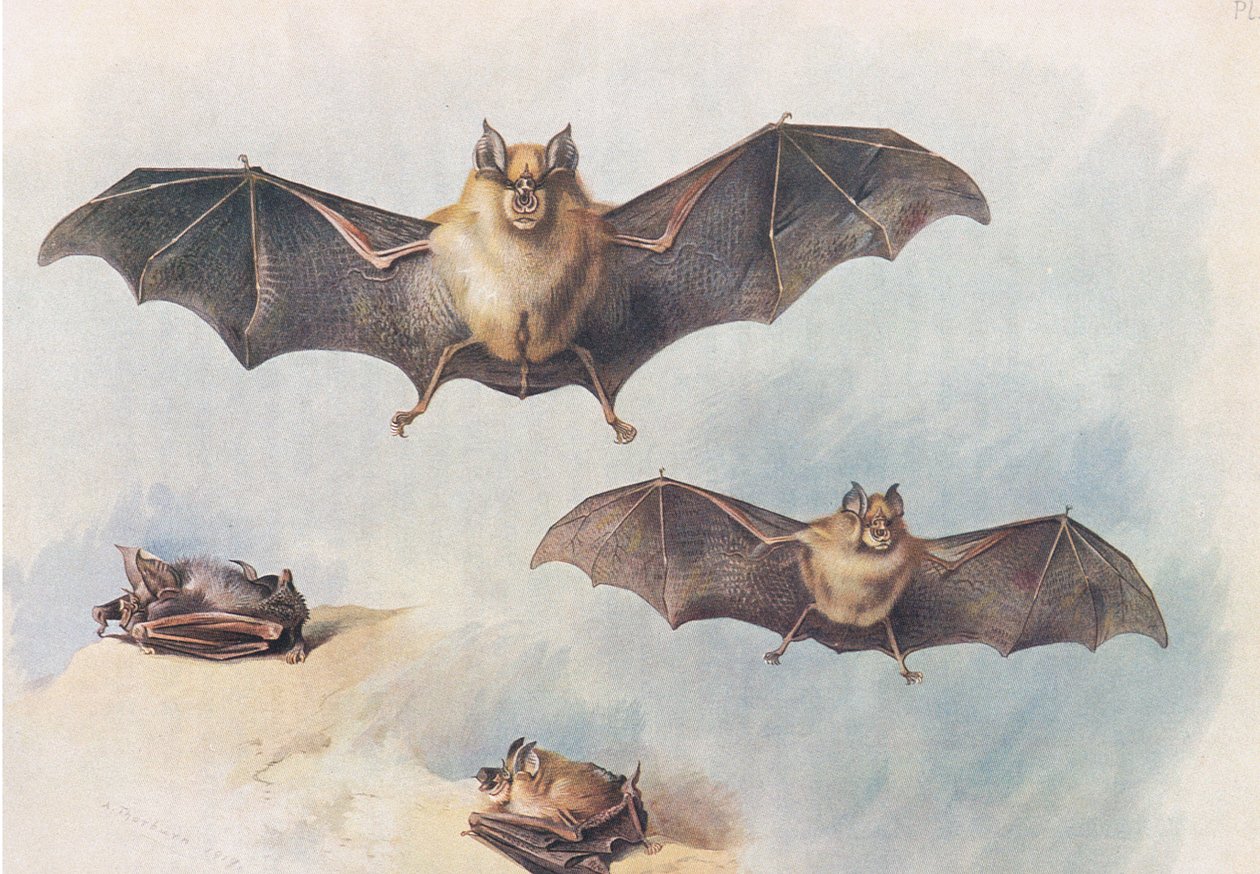 Lesser Horseshoe Bat and Greater Horseshoe Bat, fra Thorburns Mammals utgitt av Longmans and Co, ca. 1920 av Archibald Thorburn